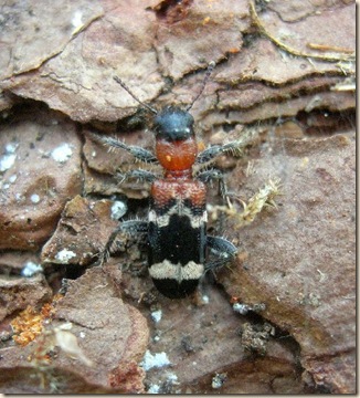 Brede High Woods: More records of rare insects